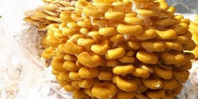 conference-2023-02-16-champignons-pleurote-jaune-carree