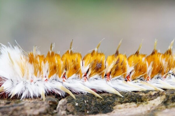 passion-insectes-sadl