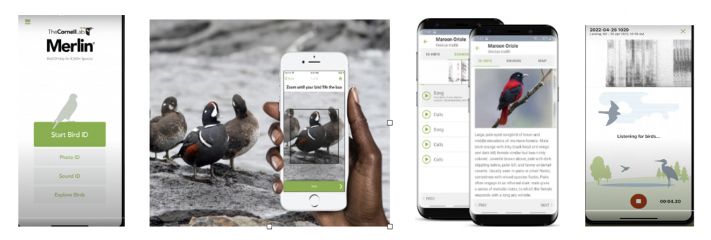 merlin-ebird-inaturalist
