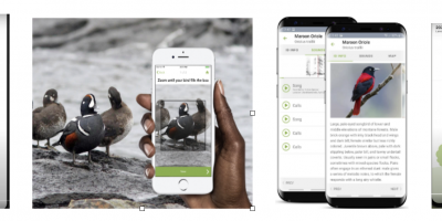 merlin-ebird-inaturalist