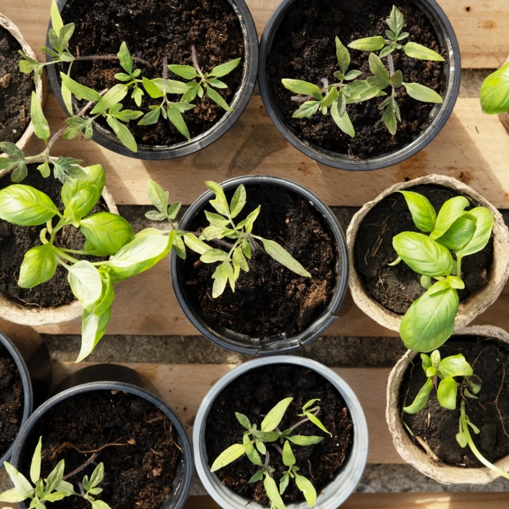 conference-2026-04-09-semis-de-legumes-carre