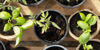 conference-2026-04-09-semis-de-legumes-carre